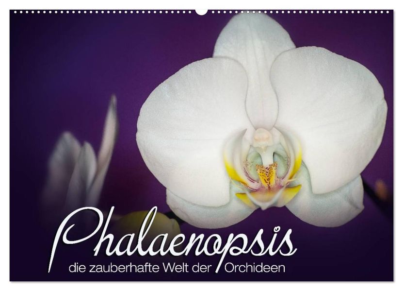 Phalaenopsis - die zauberhafte Welt der Orchideen (Wandkalender 2027 DIN A2 quer) CALVENDO Monatskalender