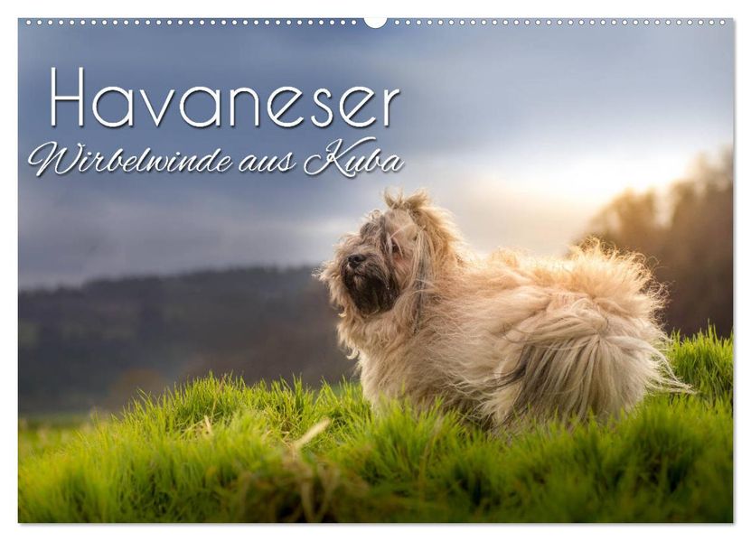 Havaneser - Wirbelwinde aus Kuba (Wandkalender 2027 DIN A2 quer) CALVENDO Monatskalender