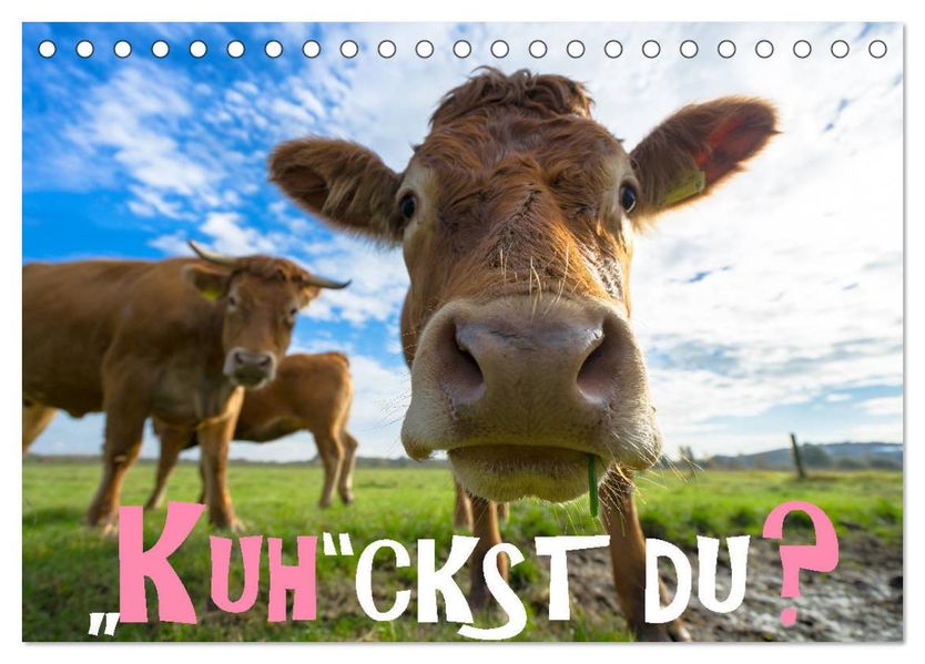 Kuhckst du? (Tischkalender 2027 DIN A5 quer) CALVENDO Monatskalender