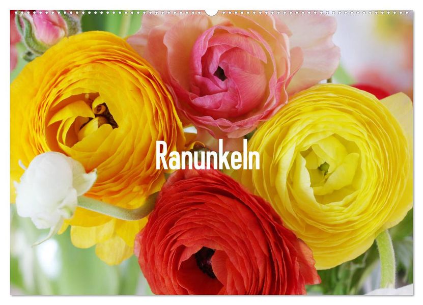 Ranunkeln (Wandkalender 2027 DIN A2 quer) CALVENDO Monatskalender