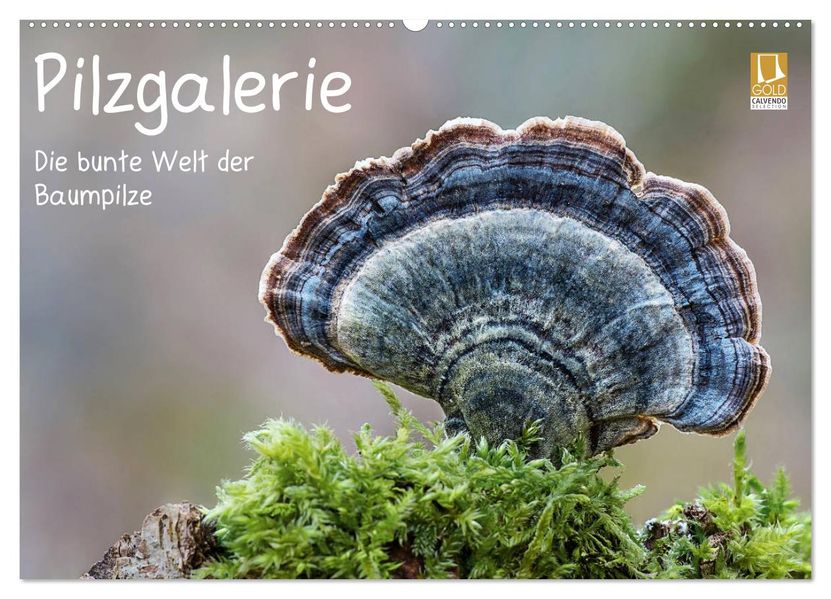 Pilzgalerie - Die bunte Welt der Baumpilze (Wandkalender 2027 DIN A2 quer) CALVENDO Monatskalender