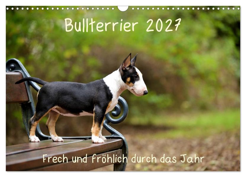 Bullterrier 2027 Frech und fröhlich durch das Jahr (Wandkalender 2027 DIN A3 quer) CALVENDO Monatskalender