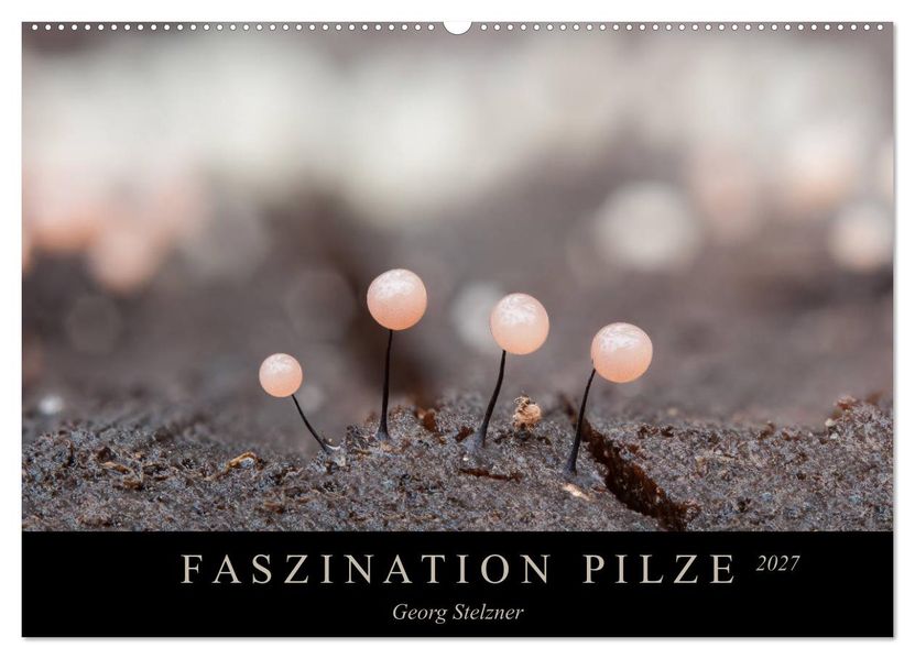 FASZINATION PILZE 2027 (Wandkalender 2027 DIN A2 quer) CALVENDO Monatskalender