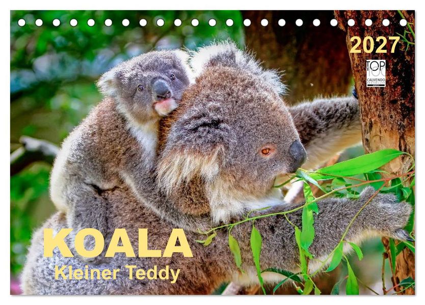 Koala - kleiner Teddy (Tischkalender 2027 DIN A5 quer) CALVENDO Monatskalender