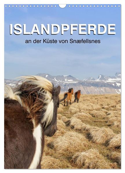 ISLANDPFERDE an der Küste von Snæfellsnes (Wandkalender 2027 DIN A3 hoch) CALVENDO Monatskalender
