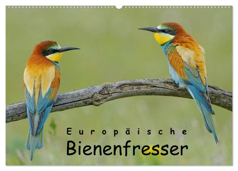 Europäische Bienenfresser (Wandkalender 2027 DIN A2 quer) CALVENDO Monatskalender