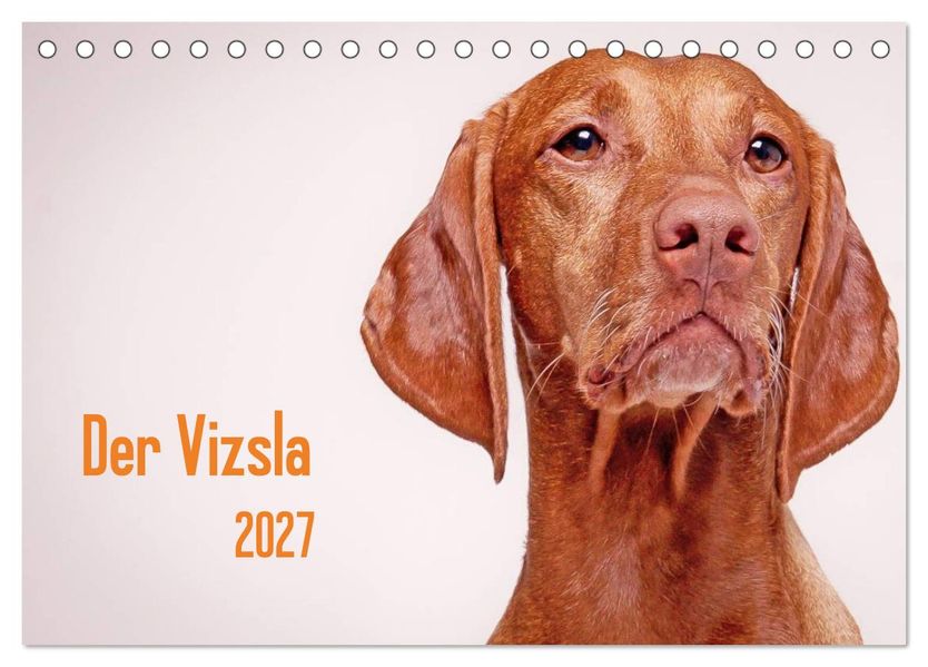 Der Vizsla 2027 (Tischkalender 2027 DIN A5 quer) CALVENDO Monatskalender