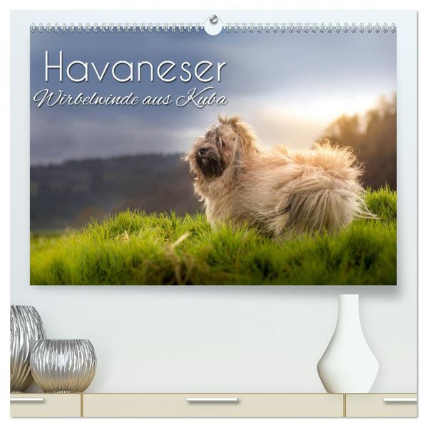 Havaneser - Wirbelwinde aus Kuba (hochwertiger Premium Wandkalender 2027 DIN A2 quer) Kunstdruck in Hochglanz