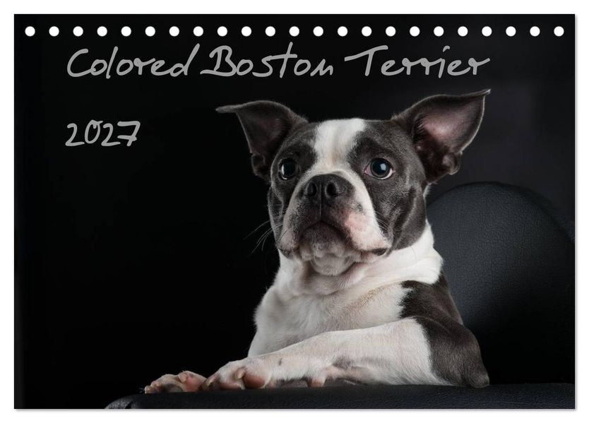 Colored Boston Terrier 2027 (Tischkalender 2027 DIN A5 quer) CALVENDO Monatskalender