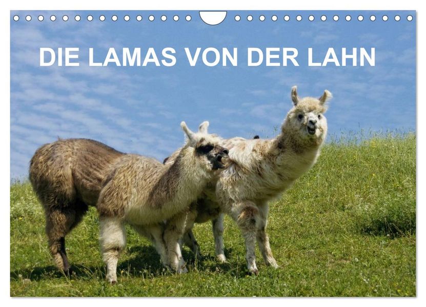 DIE LAMAS VON DER LAHN (Wandkalender 2027 DIN A4 quer) CALVENDO Monatskalender