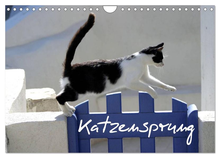 Katzensprung (Wandkalender 2027 DIN A4 quer) CALVENDO Monatskalender