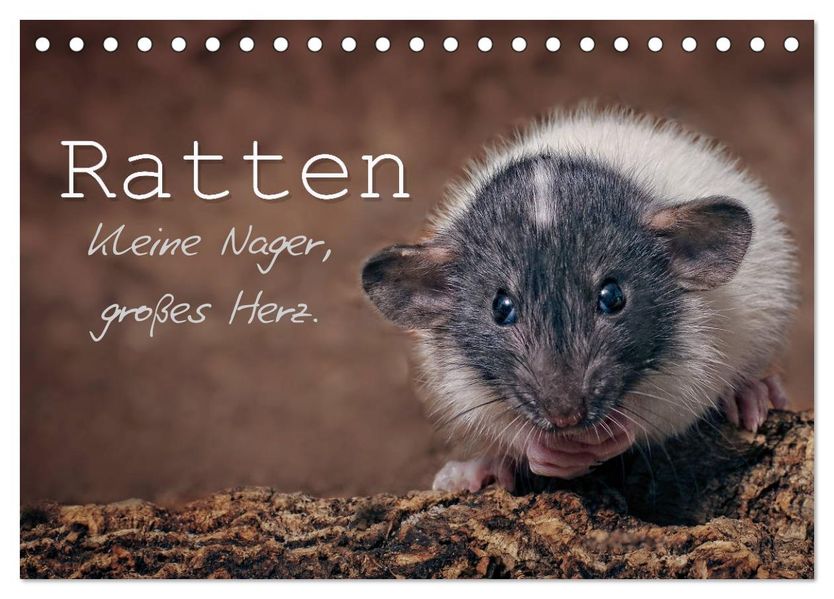 Ratten. Kleine Nager großes Herz. (Tischkalender 2027 DIN A5 quer) CALVENDO Monatskalender