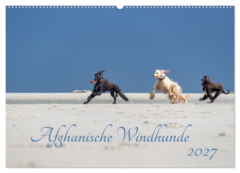 AFGHANISCHE WINDHUNDE 2027 (Wandkalender 2027 DIN A2 quer) CALVENDO Monatskalender