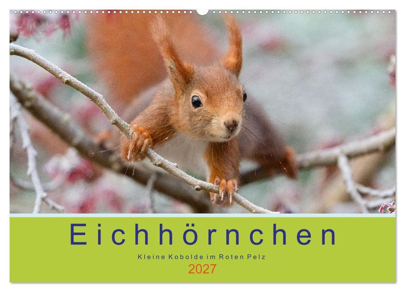Eichhörnchen - Kleine Kobolde im Roten Pelz (Wandkalender 2027 DIN A2 quer) CALVENDO Monatskalender