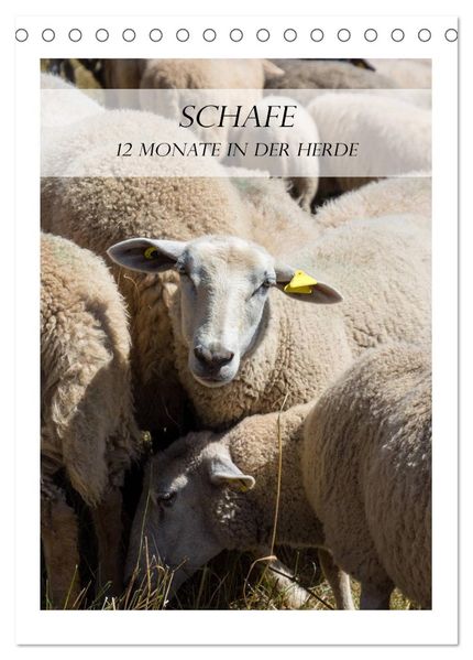 Schafe - 12 Monate in der Herde (Tischkalender 2027 DIN A5 hoch) CALVENDO Monatskalender