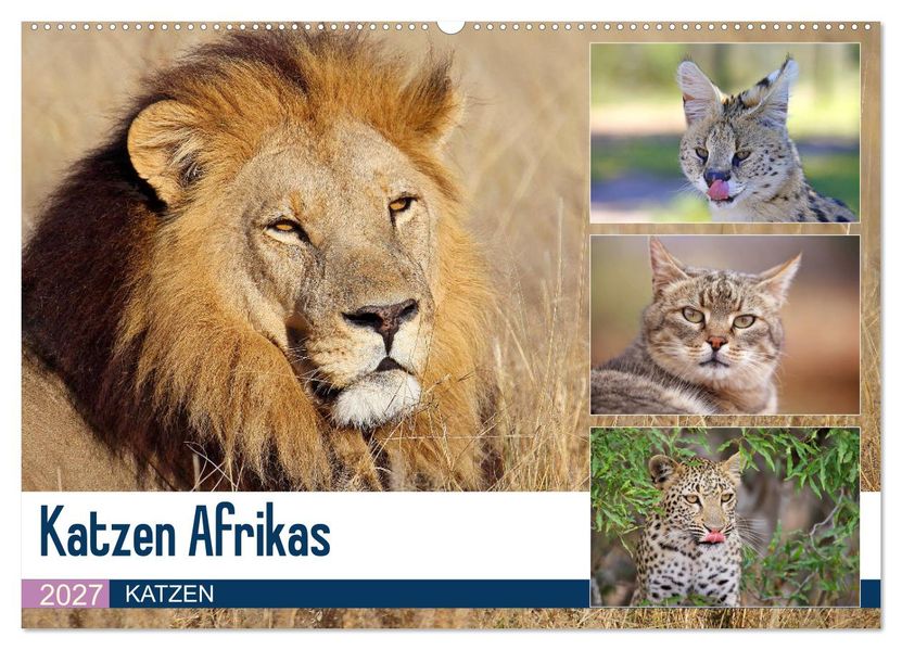 Katzen Afrikas (Wandkalender 2027 DIN A2 quer) CALVENDO Monatskalender