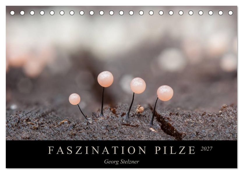 FASZINATION PILZE 2027 (Tischkalender 2027 DIN A5 quer) CALVENDO Monatskalender
