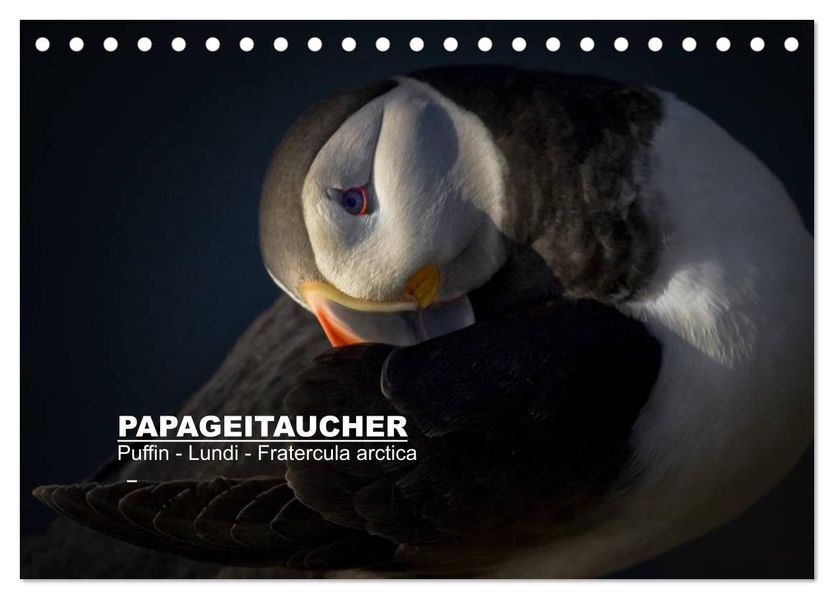 Papageitaucher: Puffin - Lundi - Fratercula arctica (Tischkalender 2027 DIN A5 quer) CALVENDO Monatskalender