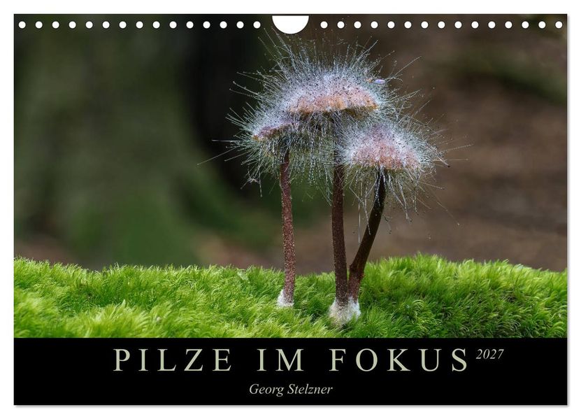 PILZE IM FOKUS 2027 (Wandkalender 2027 DIN A4 quer) CALVENDO Monatskalender