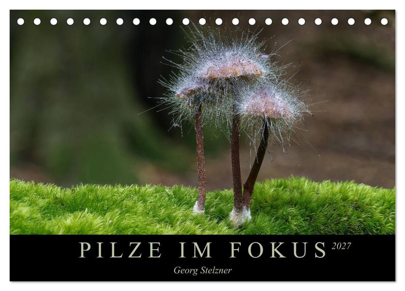 PILZE IM FOKUS 2027 (Tischkalender 2027 DIN A5 quer) CALVENDO Monatskalender