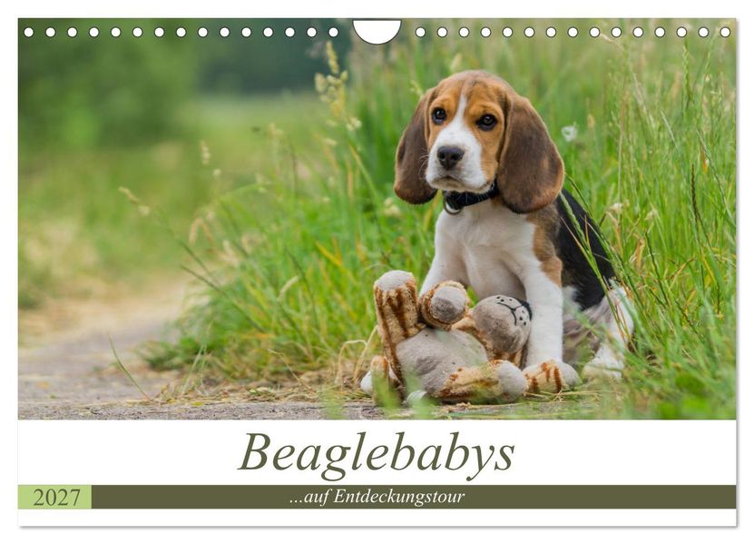 Beaglebabys auf Entdeckungstour (Wandkalender 2027 DIN A4 quer) CALVENDO Monatskalender