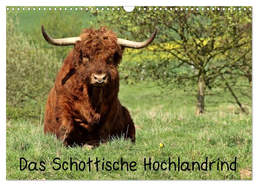 Das Schottische Hochlandrind (Wandkalender 2027 DIN A3 quer) CALVENDO Monatskalender