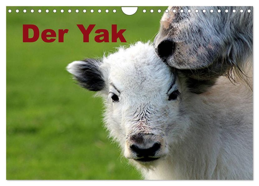 Der Yak (Wandkalender 2027 DIN A4 quer) CALVENDO Monatskalender