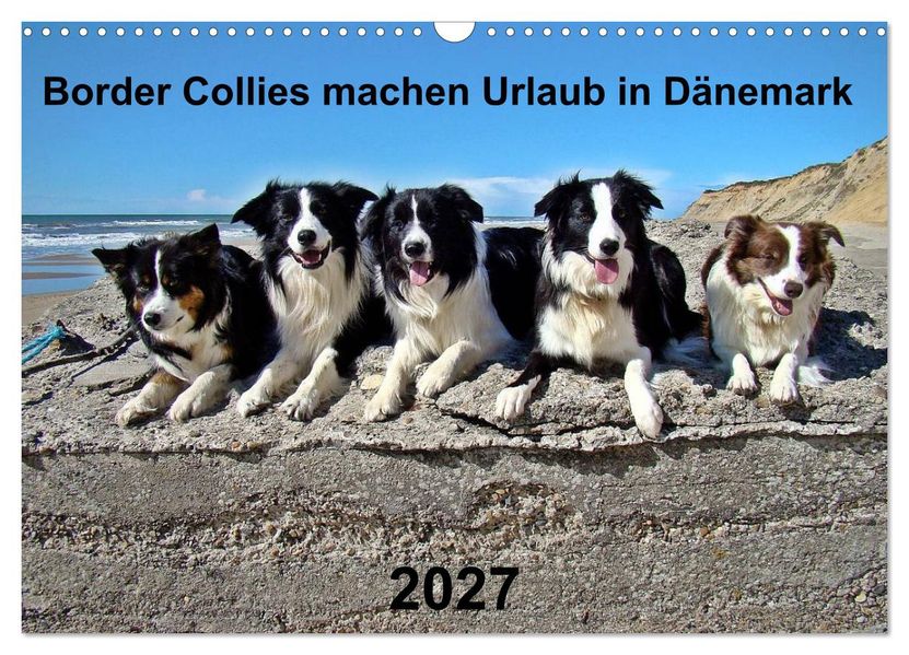 Border Collies machen Urlaub in Dänemark (Wandkalender 2027 DIN A3 quer) CALVENDO Monatskalender