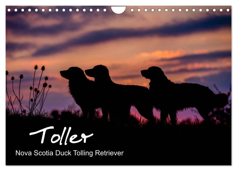 Toller - Nova Scotia Duck Tolling Retriever (Wandkalender 2027 DIN A4 quer) CALVENDO Monatskalender