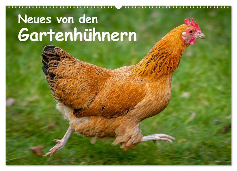 Neues von den Gartenhühnern (Wandkalender 2027 DIN A2 quer) CALVENDO Monatskalender