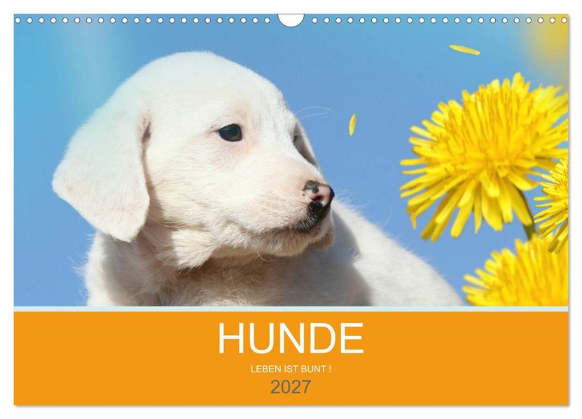 HUNDE LEBEN IST BUNT (Wandkalender 2027 DIN A3 quer) CALVENDO Monatskalender