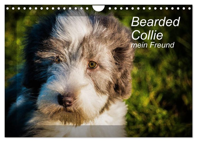 Bearded Collie mein Freund (Wandkalender 2027 DIN A4 quer) CALVENDO Monatskalender