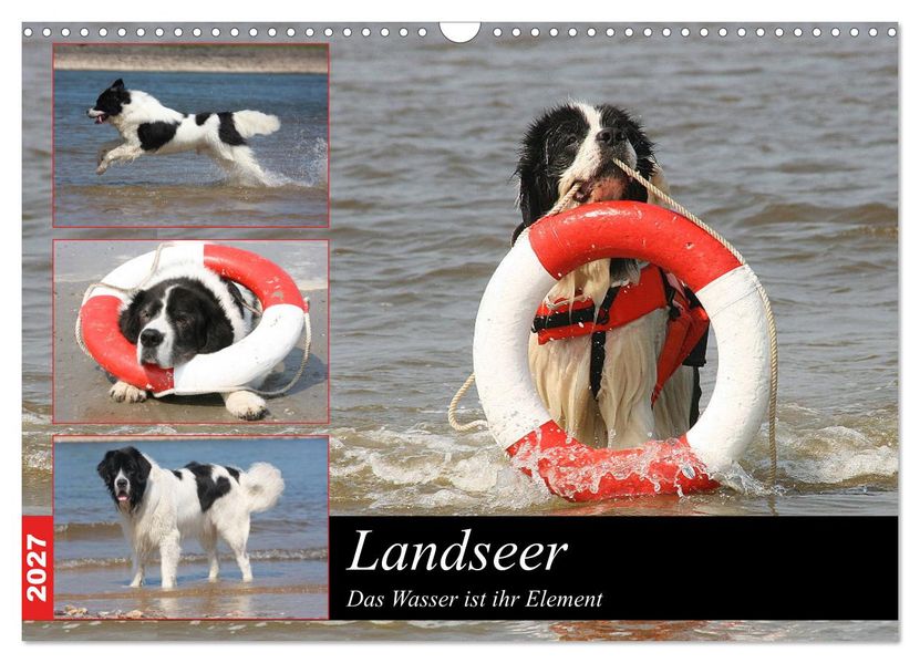 Landseer - Das Wasser ist ihr Element (Wandkalender 2027 DIN A3 quer) CALVENDO Monatskalender