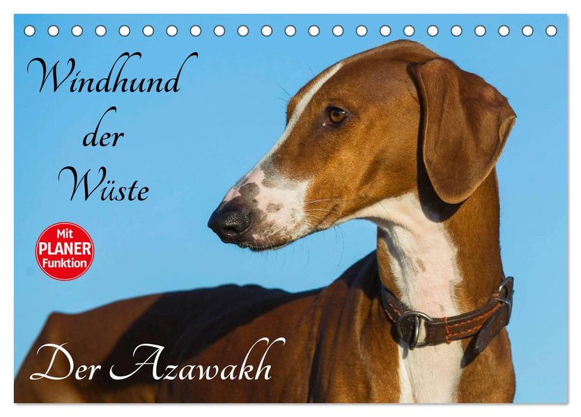 Windhund der Wüste - Der Azawakh (Tischkalender 2027 DIN A5 quer) CALVENDO Monatskalender