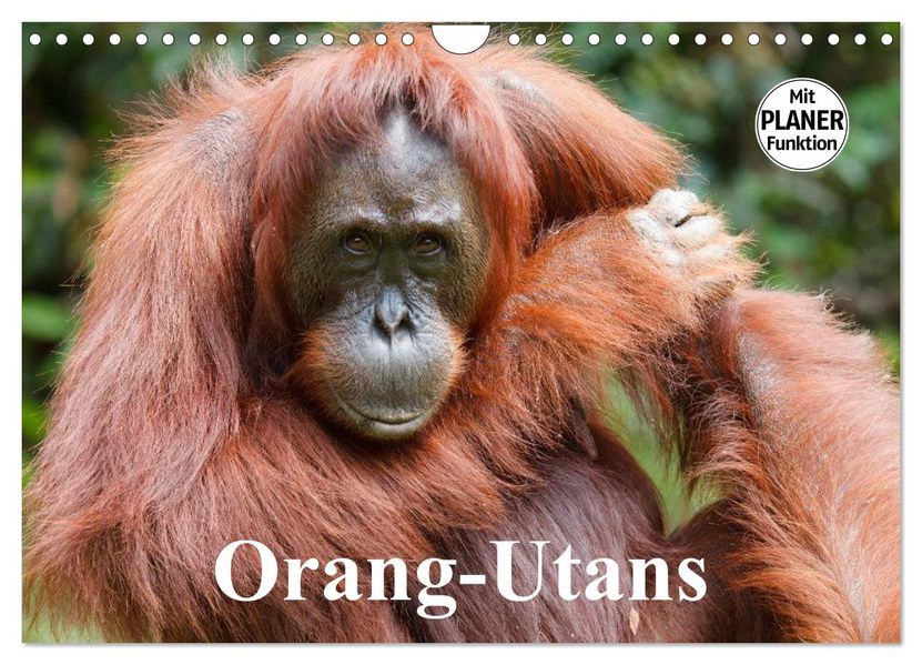 Orang-Utans (Wandkalender 2027 DIN A4 quer) CALVENDO Monatskalender