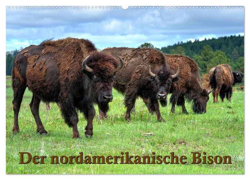 Der nordamerikanische Bison (Wandkalender 2027 DIN A2 quer) CALVENDO Monatskalender