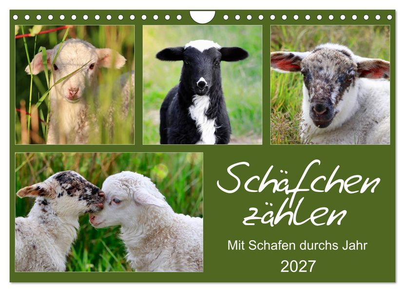 Schäfchen zählen - Mit Schafen durchs Jahr (Wandkalender 2027 DIN A4 quer) CALVENDO Monatskalender