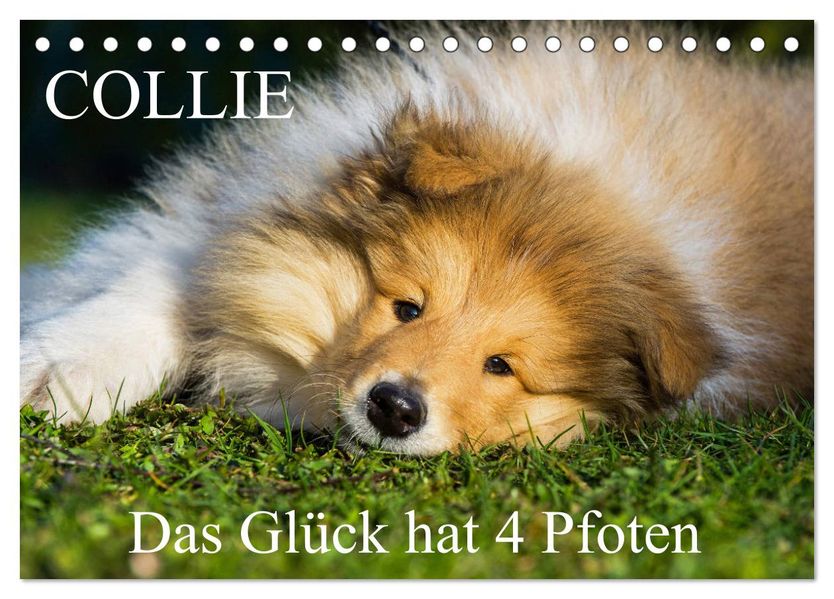 Collie - Das Glück hat 4 Pfoten (Tischkalender 2027 DIN A5 quer) CALVENDO Monatskalender