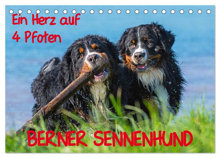 Ein Herz auf 4 Pfoten - Berner Sennenhund (Tischkalender 2027 DIN A5 quer) CALVENDO Monatskalender