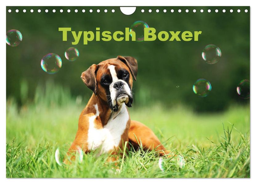 Typisch Boxer (Wandkalender 2027 DIN A4 quer) CALVENDO Monatskalender