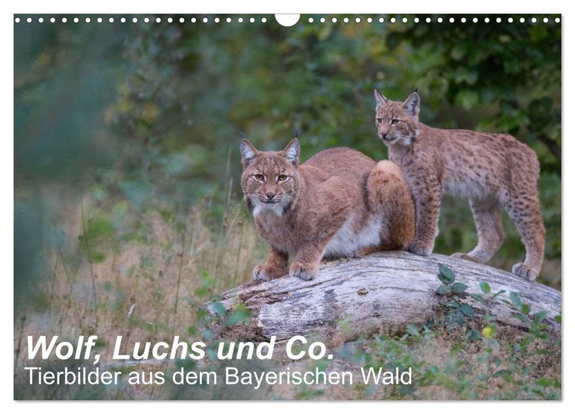 Wolf Luchs und Co. - Tierbilder aus dem Bayerischen Wald (Wandkalender 2027 DIN A3 quer) CALVENDO Monatskalender
