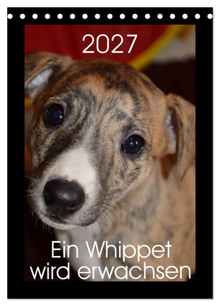 Ein Whippet wird erwachsen (Tischkalender 2027 DIN A5 hoch) CALVENDO Monatskalender
