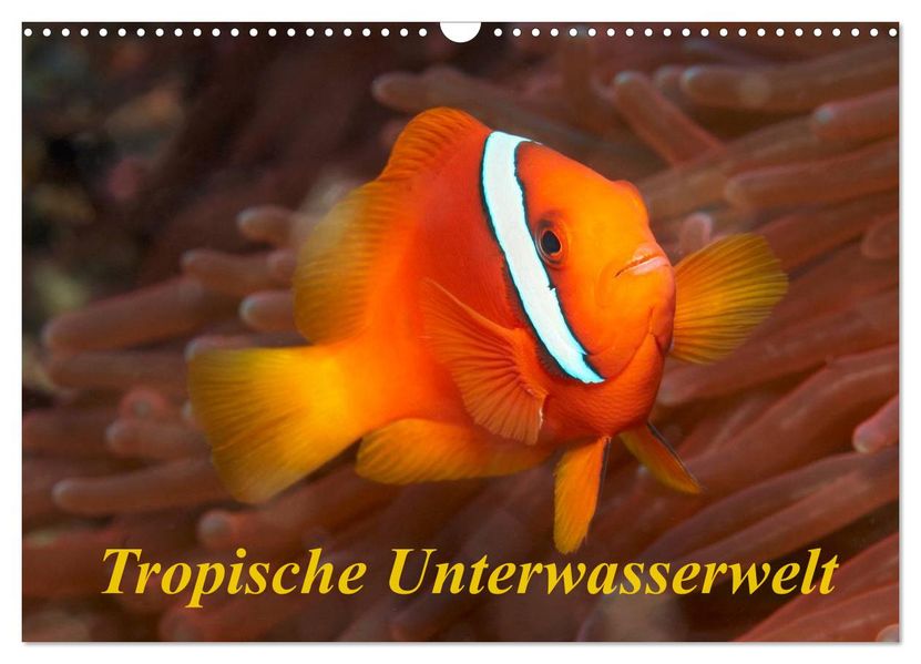 Tropische Unterwasserwelt (Wandkalender 2027 DIN A3 quer) CALVENDO Monatskalender