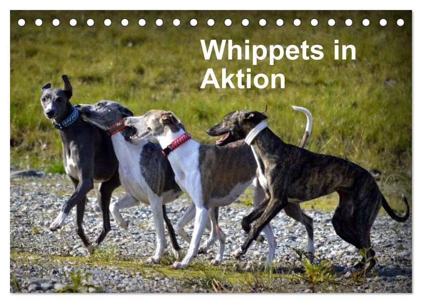 Whippets in Aktion (Tischkalender 2027 DIN A5 quer) CALVENDO Monatskalender