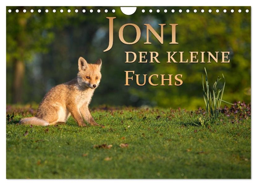 Joni der kleine Fuchs (Wandkalender 2027 DIN A4 quer) CALVENDO Monatskalender