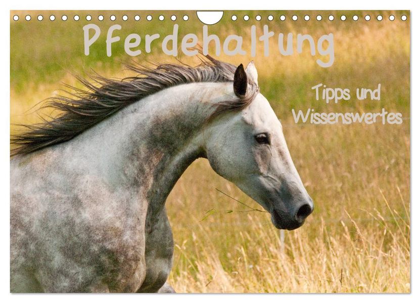 Pferdehaltung Tipps und Wissenswertes (Wandkalender 2027 DIN A4 quer) CALVENDO Monatskalender
