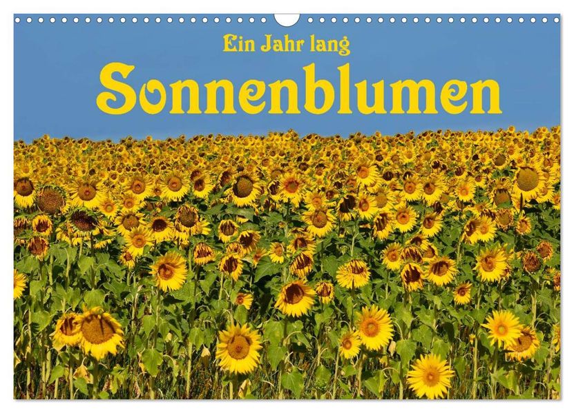 Ein Jahr lang Sonnenblumen (Wandkalender 2027 DIN A3 quer) CALVENDO Monatskalender