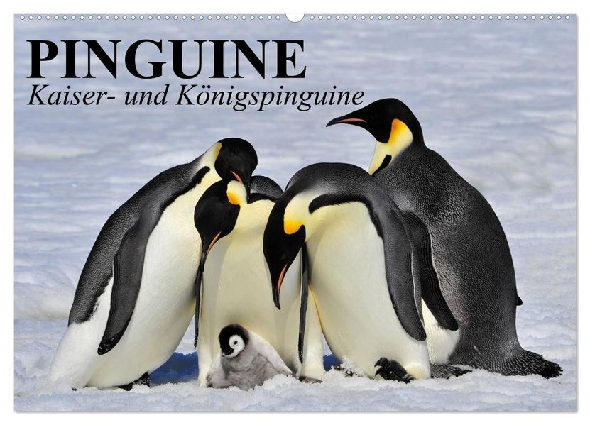 Pinguine - Kaiser- und Königspinguine (Wandkalender 2027 DIN A2 quer) CALVENDO Monatskalender