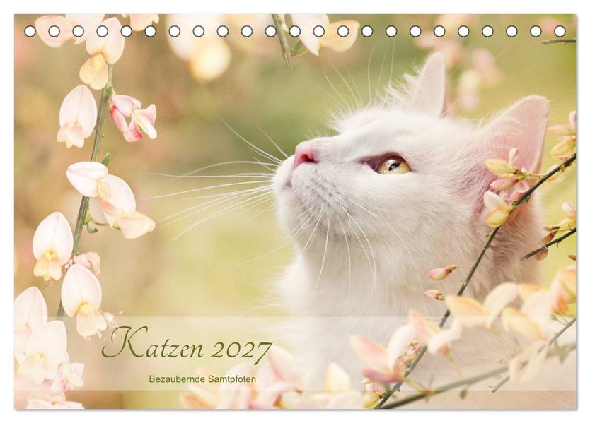 Katzen 2027 Bezaubernde Samtpfoten (Tischkalender 2027 DIN A5 quer) CALVENDO Monatskalender
