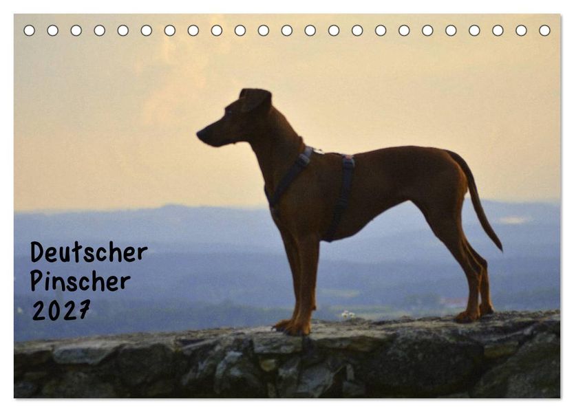 Deutscher Pinscher (Tischkalender 2027 DIN A5 quer) CALVENDO Monatskalender